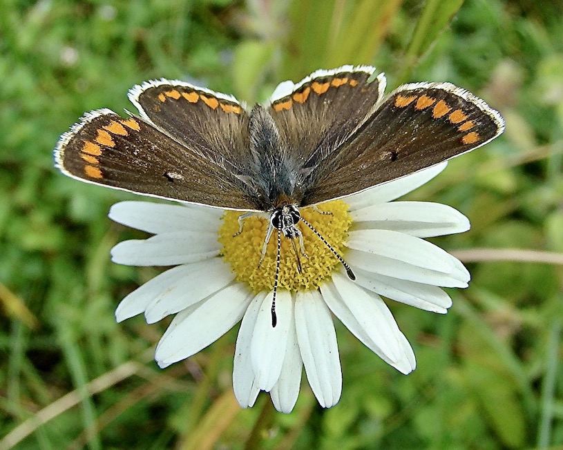 brown argus